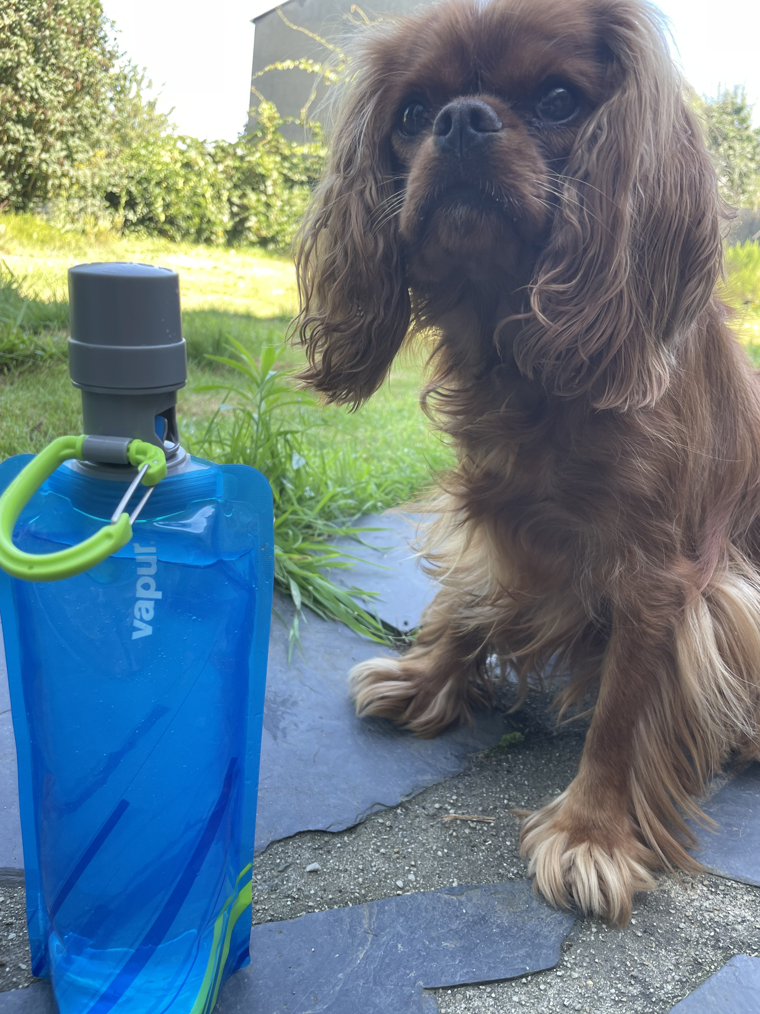 Vapur Vapur EZ Lick Portable Dog Water Bottle