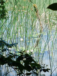 Lac du Val - Jura