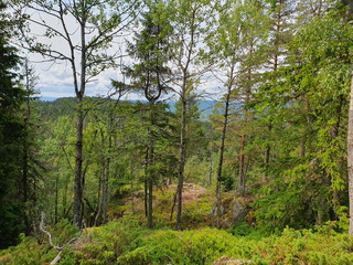 Kolsåtoppen : Randonnée hors piste en forêt