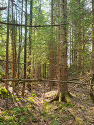 Kolsåtoppen : Randonnée hors piste en forêt