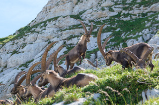B&B : Bouquetins et Bivouac à la Grande Moucherolle