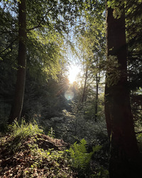 Découvrez la magie matinale de la nature