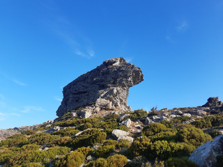 Cima di e Follicie