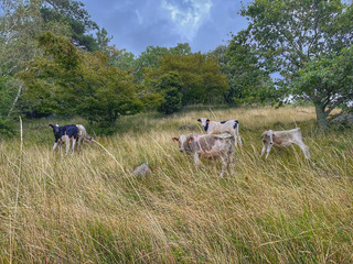 Entre Fermes Auberges et Sommet du Petit Ballon !