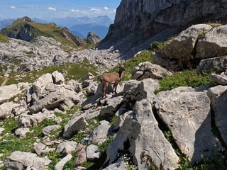 Trail enchainement dent d'oche / Cornettes de bise