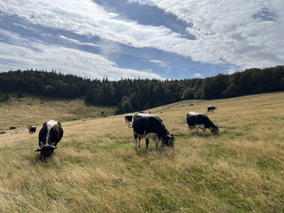 Retour aux basiques, Endurance Trail