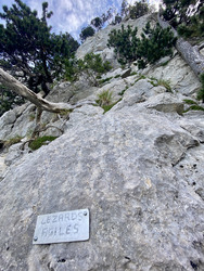 Lézards Agiles? 