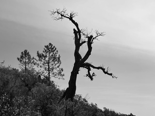 Massif de l’Esterel - Dent et Pic de L’ours