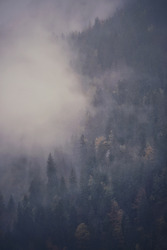Brumes d'automne 