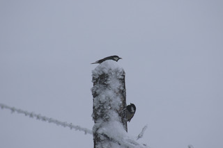 Blanc Vercors ! un parcours en raquette