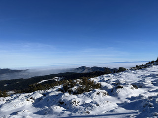 Winter Garden
