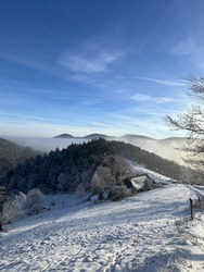 Winter Garden