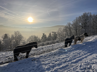 Winter Garden
