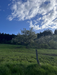 Du côté de Wasserbourg 