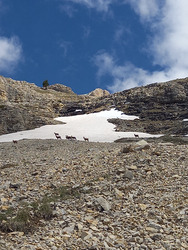 Chamois Land @ Bure