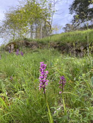 Les Vosges, mon jardin !