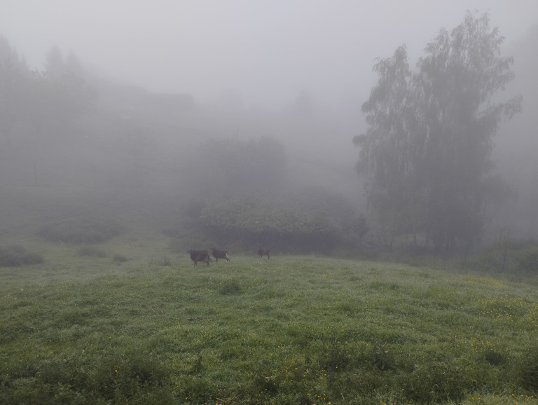 Dans la brume