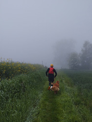 Dans la brume
