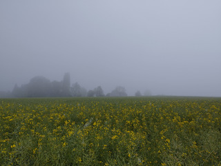 Dans la brume