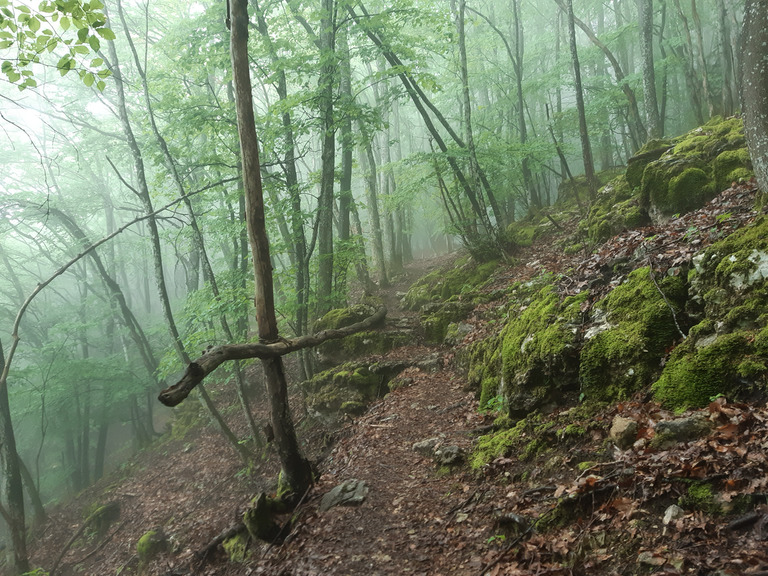 La forêt humide, c'est beau...