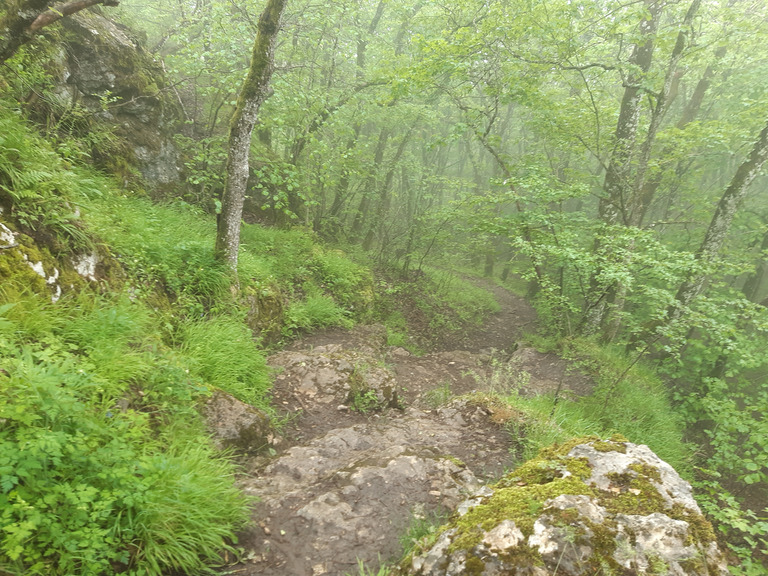 La forêt humide, c'est beau...