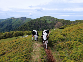 Randonnée dans les Vosges entre lacs