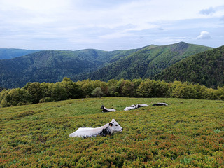 Randonnée dans les Vosges entre lacs