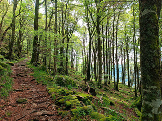 Randonnée dans les Vosges entre lacs