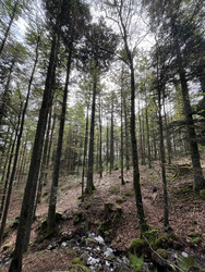 Entre forêts et crêtes…