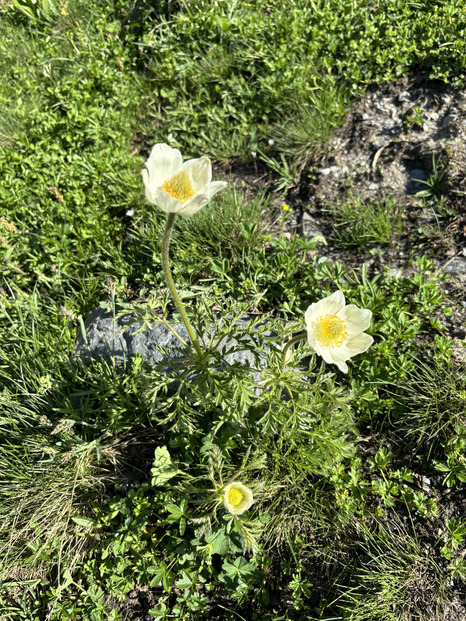 et revoilà la saison verte🌸🌼🌿