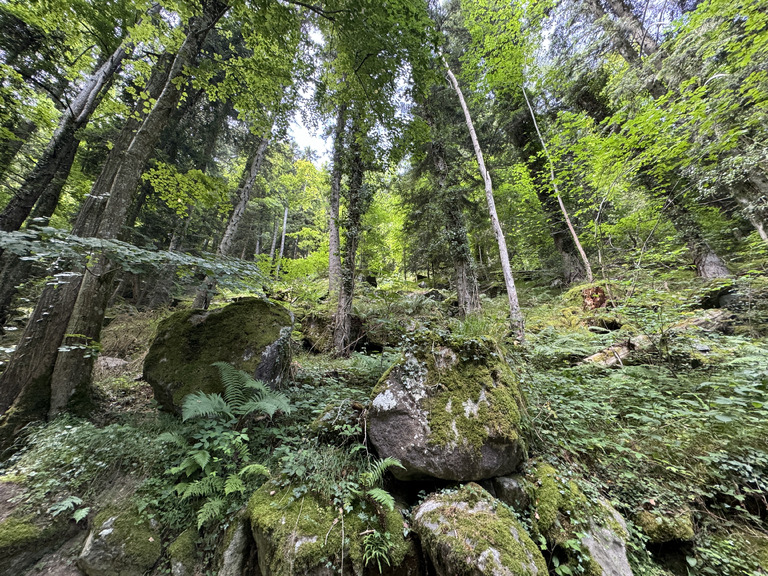 Boucle dans les sous bois 