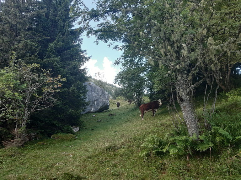 Leschaux à la fraîche 