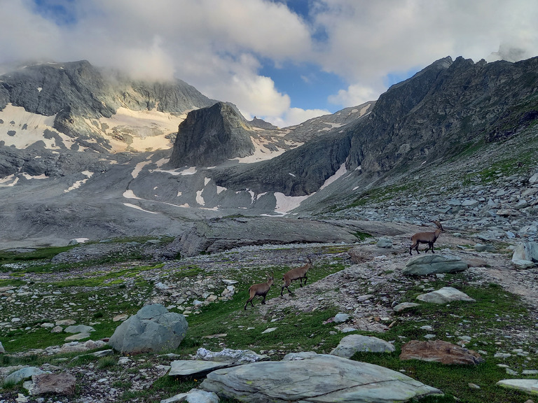 Un bivouac chez les bouquetins 