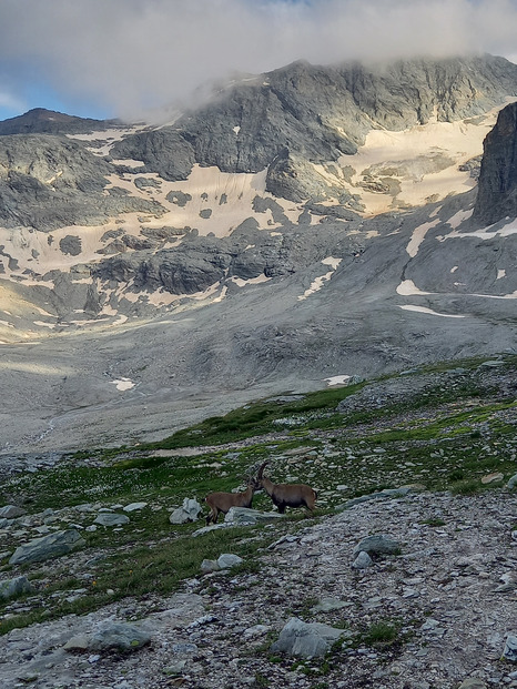 Un bivouac chez les bouquetins 