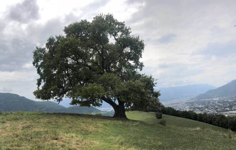 Majestueux chêne de Venon!