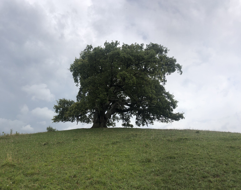 Majestueux chêne de Venon!