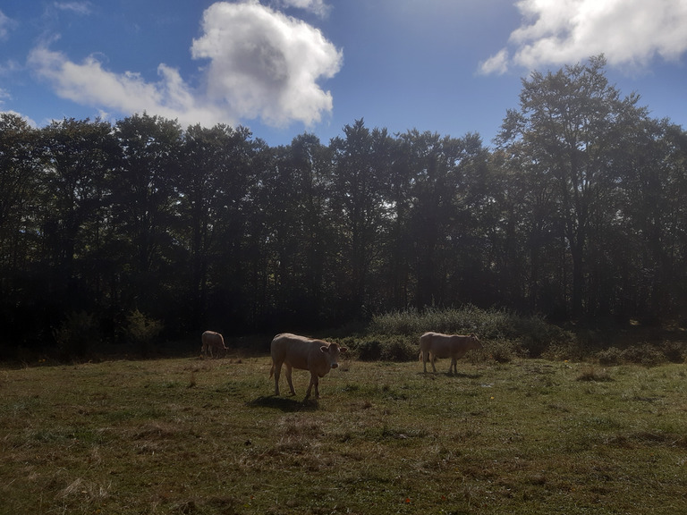 C'est l'automne, mais juste un peu