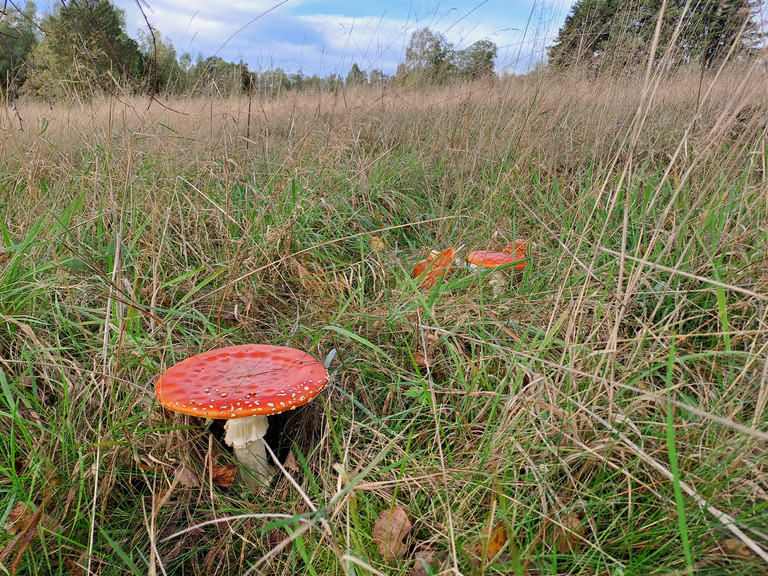 Soleil et douceur d'automne