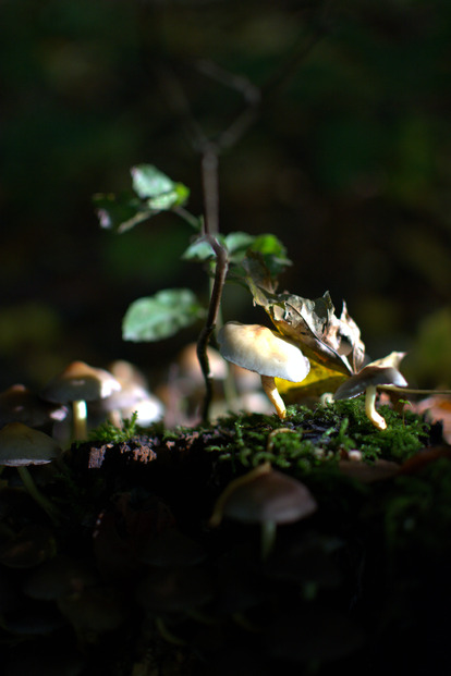 L'automne et le sous-bois