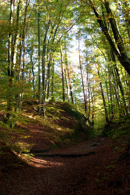 L'automne et le sous-bois