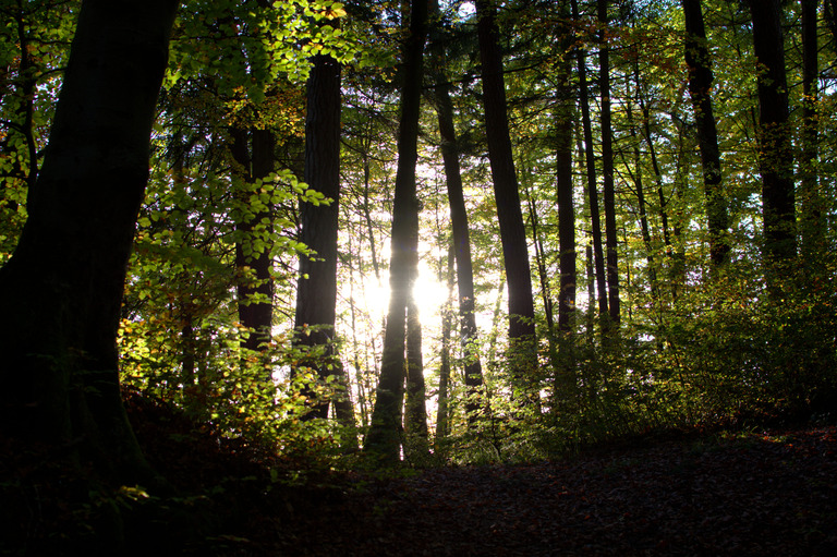 L'automne et le sous-bois