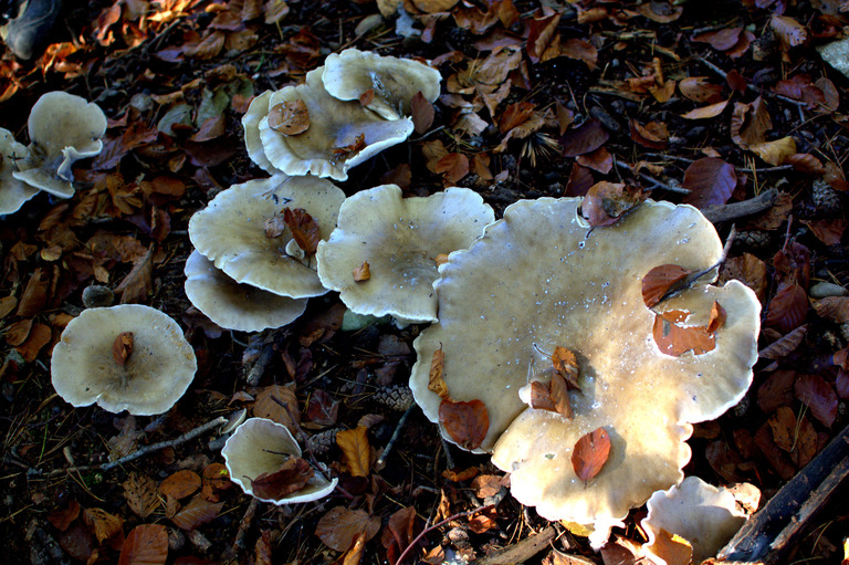 L'automne et le sous-bois