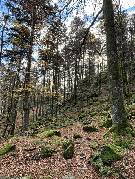 Évasion d’automne au sommet du Hohneck