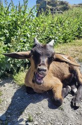 Première de l'été - Pointe de la Combe Neuve par les 5 lacs