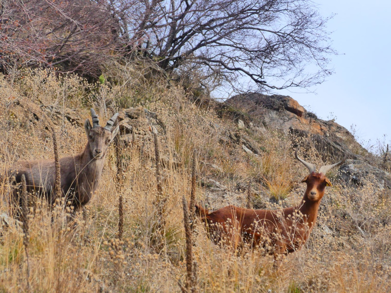 Montandre, colline aux bouquetins 