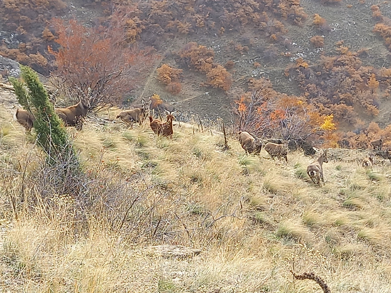 Montandre, colline aux bouquetins 