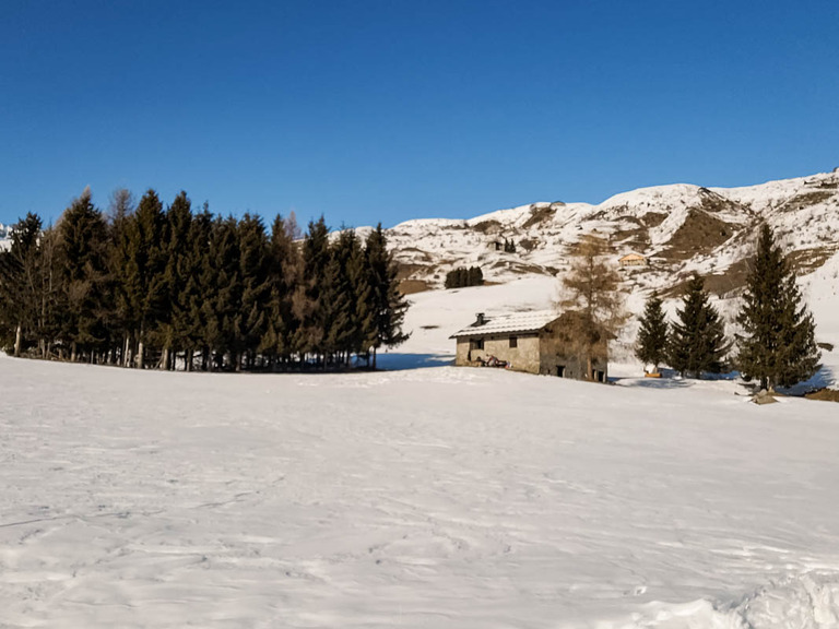 Promenade dans l'alpage