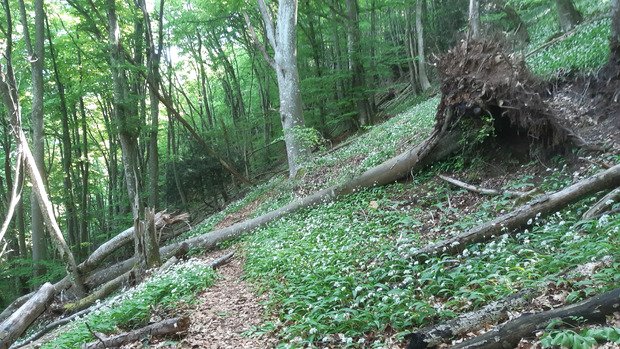 Dimanche au vert