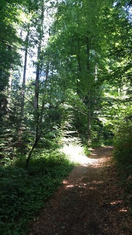 Roule forêt 