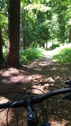 Roule forêt 